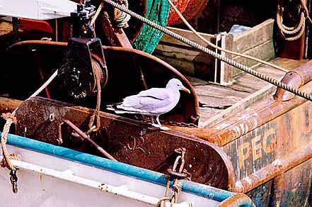 Gull On Pittenweem Fishing Boat