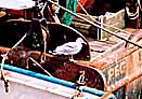Gull On Pittenweem Fishing Boat